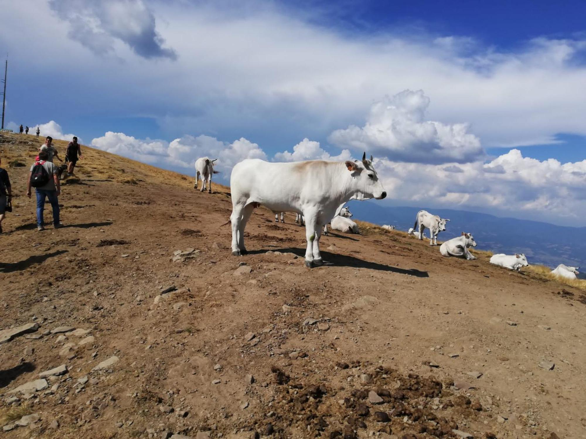 Il Rifugio Di Vale Villa Cetica Buitenkant foto